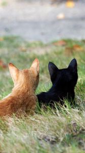 Preview wallpaper kittens, couple, grass, black, red