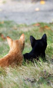 Preview wallpaper kittens, couple, grass, black, red