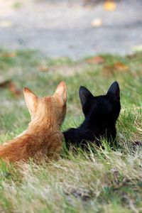 Preview wallpaper kittens, couple, grass, black, red