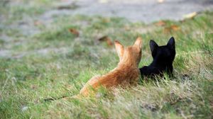 Preview wallpaper kittens, couple, grass, black, red