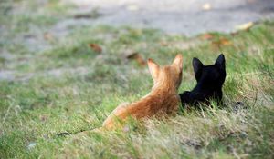 Preview wallpaper kittens, couple, grass, black, red