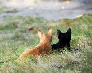 Preview wallpaper kittens, couple, grass, black, red