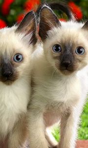 Preview wallpaper kittens, couple, look, care