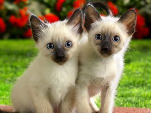 Preview wallpaper kittens, couple, look, care