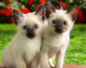 Preview wallpaper kittens, couple, look, care