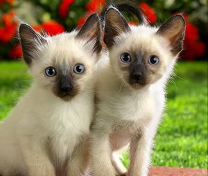 Preview wallpaper kittens, couple, look, care