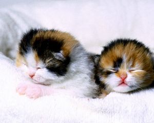 Preview wallpaper kittens, couple, newborn, blind