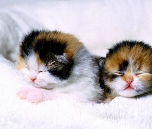 Preview wallpaper kittens, couple, newborn, blind
