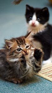 Preview wallpaper kittens, couple, playful, cute