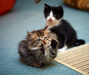 Preview wallpaper kittens, couple, playful, cute
