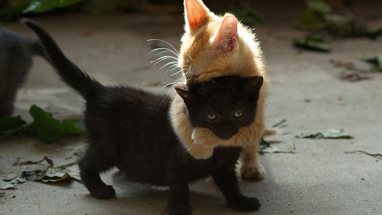 Wallpaper kittens, couple, playful, black, red