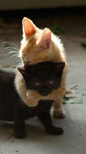 Preview wallpaper kittens, couple, playful, black, red