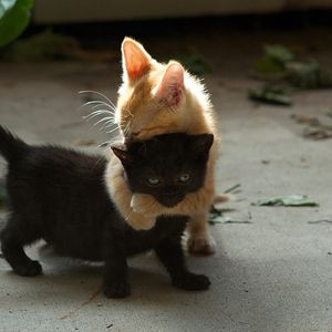 Preview wallpaper kittens, couple, playful, black, red