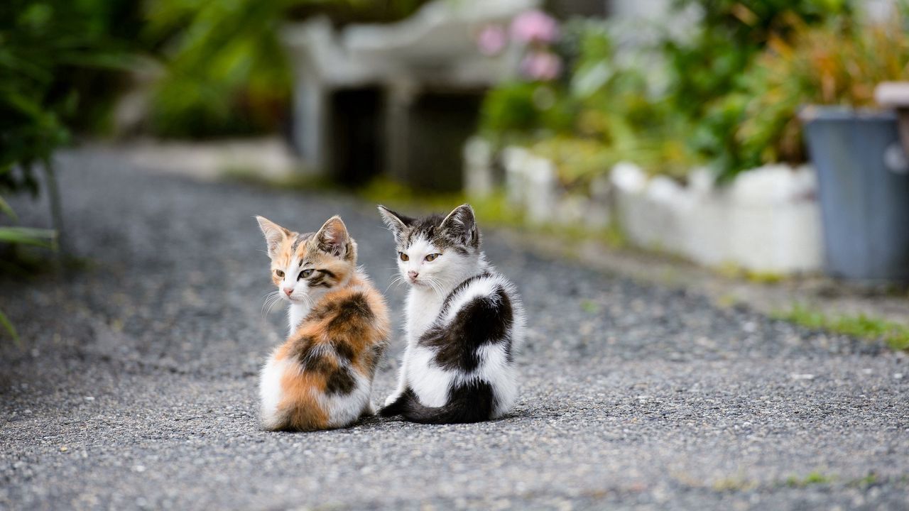 Wallpaper kittens, couple, sit