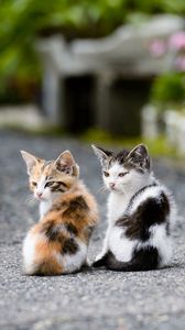 Preview wallpaper kittens, couple, sit