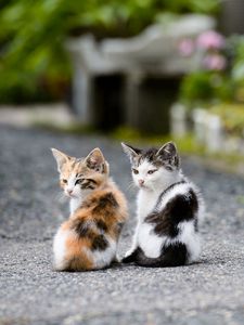 Preview wallpaper kittens, couple, sit