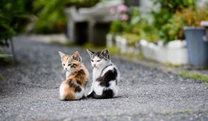 Preview wallpaper kittens, couple, sit