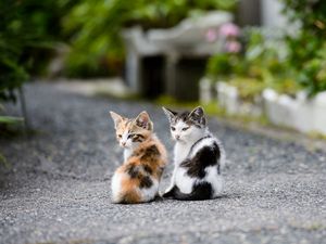 Preview wallpaper kittens, couple, sit