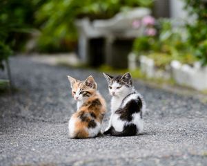 Preview wallpaper kittens, couple, sit