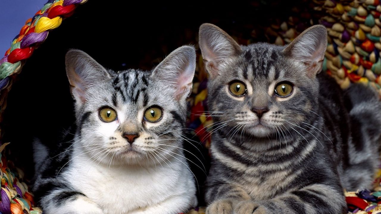 Wallpaper kittens, couple, sit, fabric