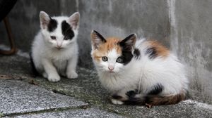 Preview wallpaper kittens, couple, sitting, homeless