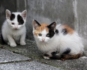 Preview wallpaper kittens, couple, sitting, homeless