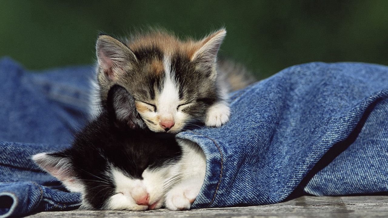 Wallpaper kittens, couple, spotted, jeans