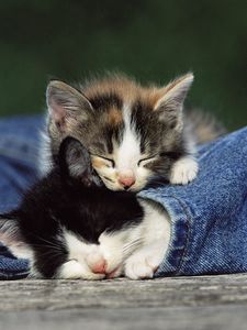 Preview wallpaper kittens, couple, spotted, jeans
