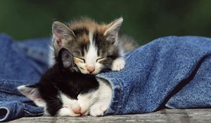 Preview wallpaper kittens, couple, spotted, jeans