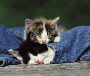 Preview wallpaper kittens, couple, spotted, jeans