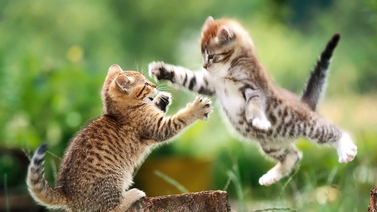 Wallpaper kittens, couple, stump, fight
