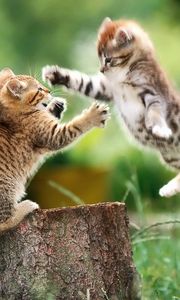 Preview wallpaper kittens, couple, stump, fight