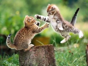 Preview wallpaper kittens, couple, stump, fight