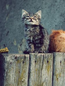 Preview wallpaper kittens, couple, tree stump, playful