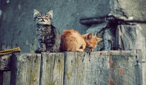 Preview wallpaper kittens, couple, tree stump, playful