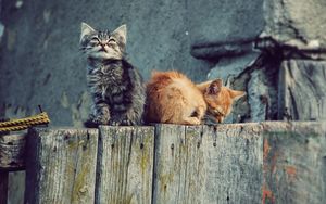 Preview wallpaper kittens, couple, tree stump, playful