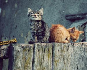 Preview wallpaper kittens, couple, tree stump, playful