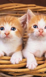 Preview wallpaper kittens, couple, watching