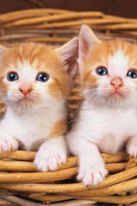 Preview wallpaper kittens, couple, watching