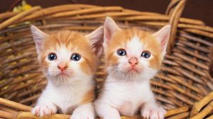 Preview wallpaper kittens, couple, watching
