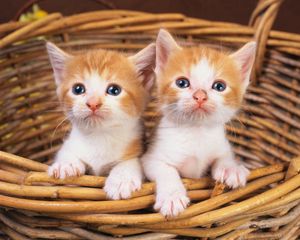 Preview wallpaper kittens, couple, watching