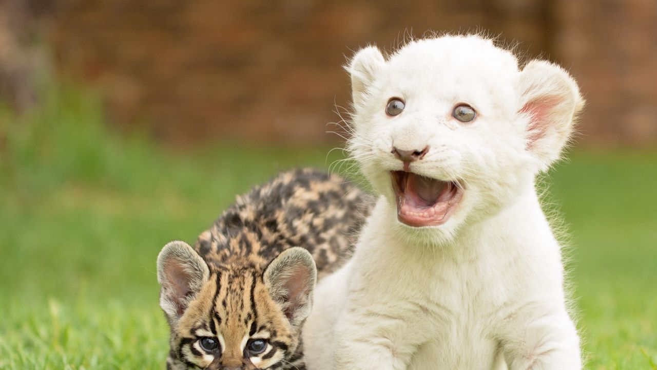 Wallpaper kittens, cubs, lion, wild cat
