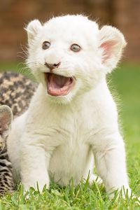 Preview wallpaper kittens, cubs, lion, wild cat