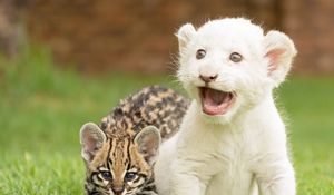 Preview wallpaper kittens, cubs, lion, wild cat