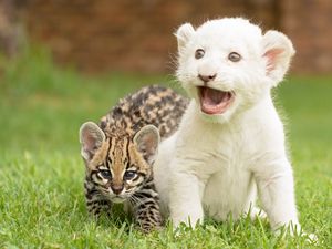 Preview wallpaper kittens, cubs, lion, wild cat