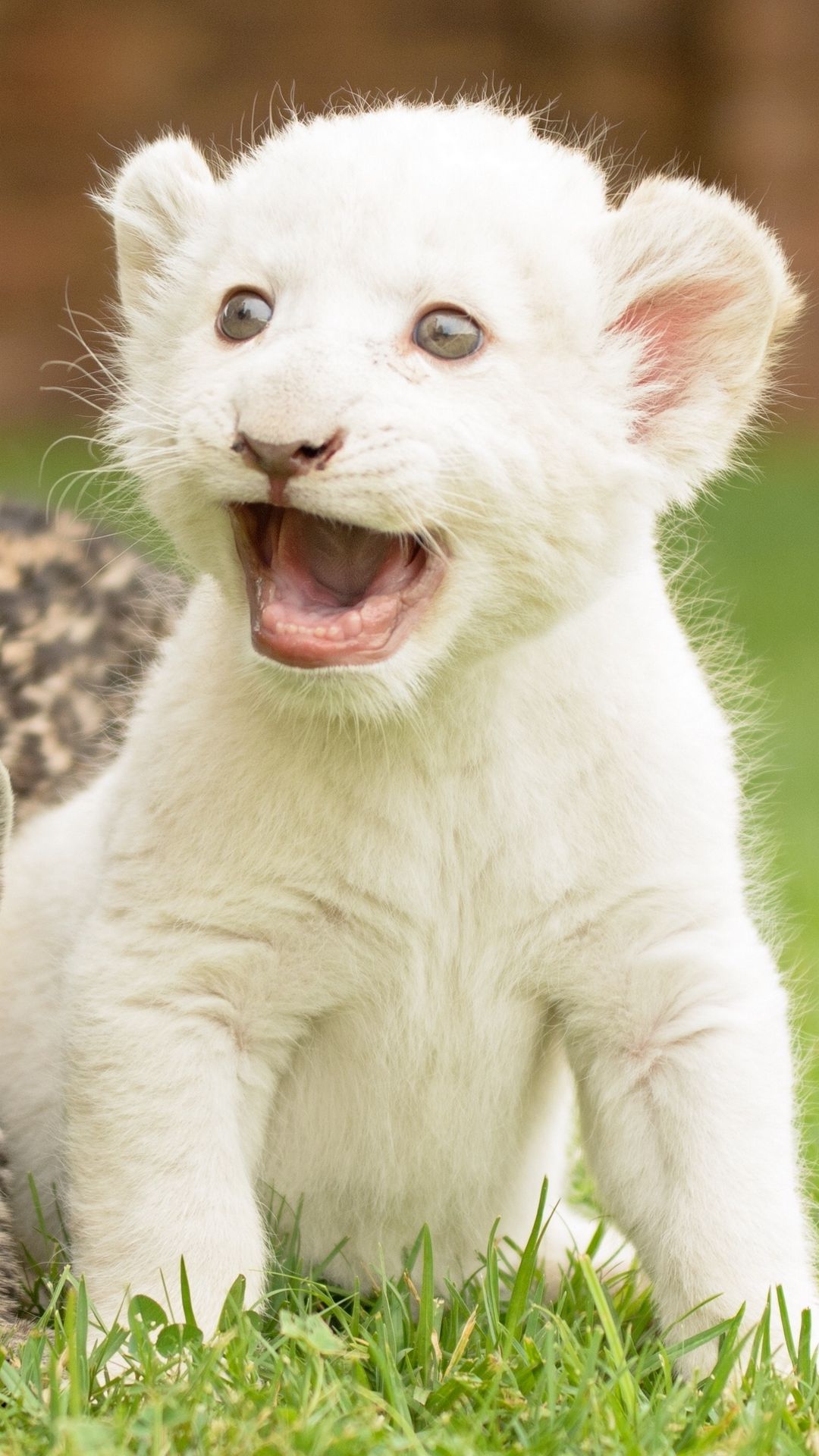 Альбиносы животные кошки