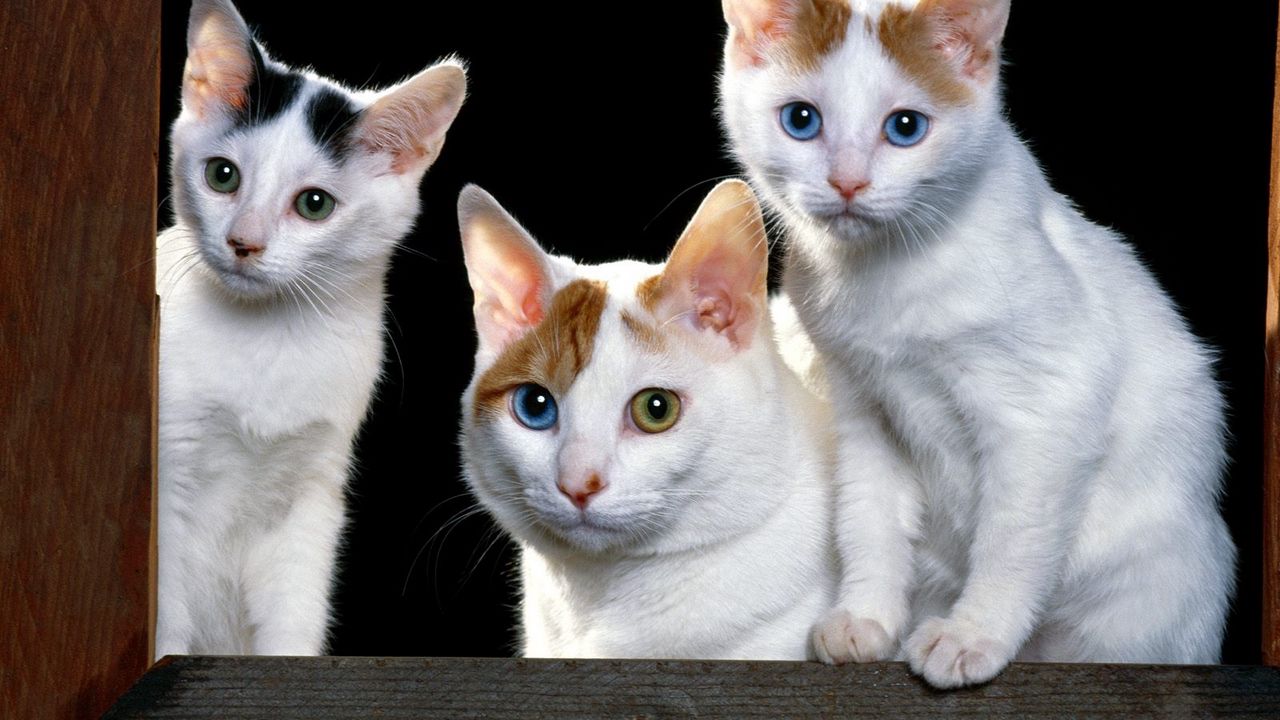 Wallpaper kittens, face, cats, sit, sill