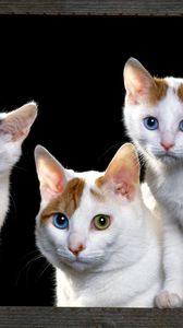 Preview wallpaper kittens, face, cats, sit, sill