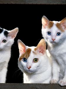 Preview wallpaper kittens, face, cats, sit, sill