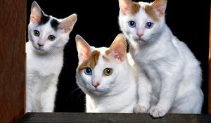 Preview wallpaper kittens, face, cats, sit, sill